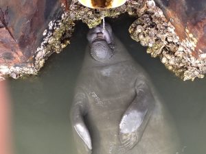 Manatee Drinking Water